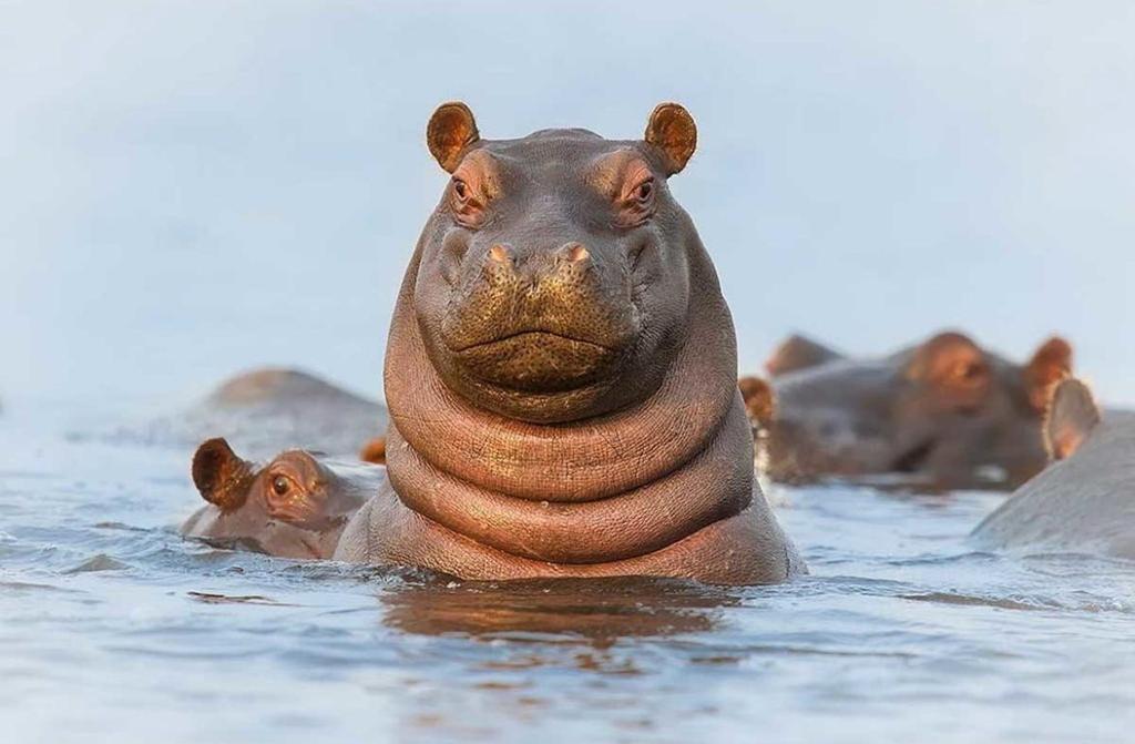 Светлана Андреева tweet media