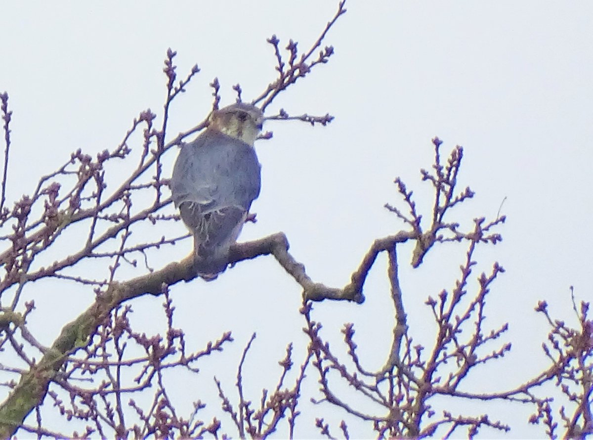 Don marsh listen to christmas