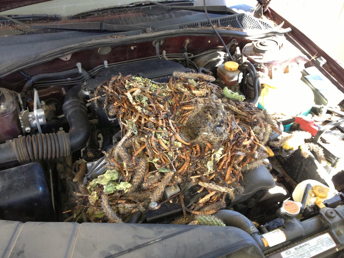 Alert: packrat activity is picking up in the monument, and they may want to lay down under your car's hood! To deter these cute yet troublesome critters, pop your hood when not using your car and inspect it regularly for activity or damage.