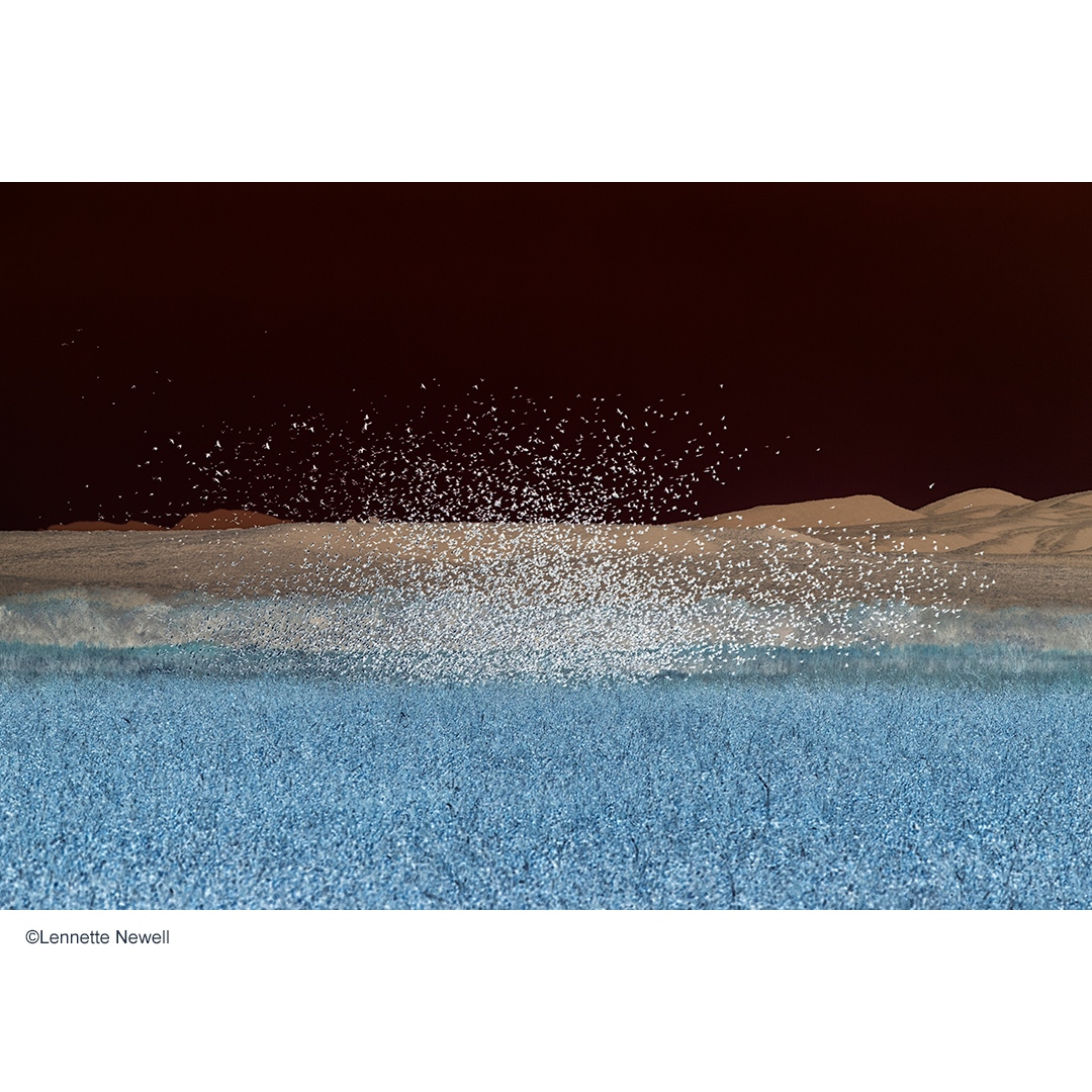 This murmuration image will also be part of @the_big_picture_colo ⁠
@mopdenver
Black #Birds in murmuration⁠
I #photographed this murmation #BosqueDelApache #NewMexico @friendsofbosquedelapache @usfws⁠
⁠
#photography⁠
#fineart⁠
#birds⁠
#nature⁠
©Lennette Newell