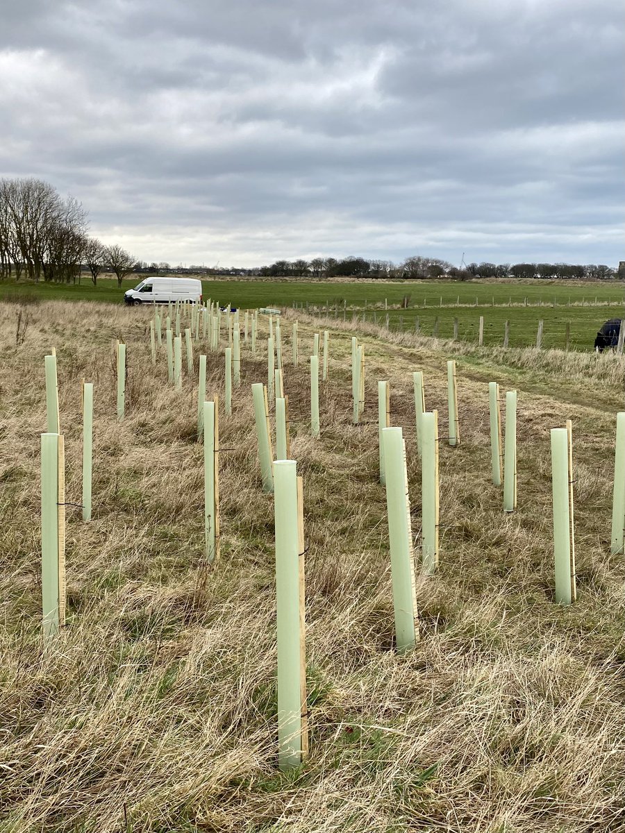 GreatNlandFore1's tweet photo. Planting a native-species shelter belt at Blyth. Great to have local Mayor and councillors helping out, as well as one of our corporate sponsors. 🌳🌳 #TreesForHealth #TreesForClimate https://t.co/tJGEpvYHTW