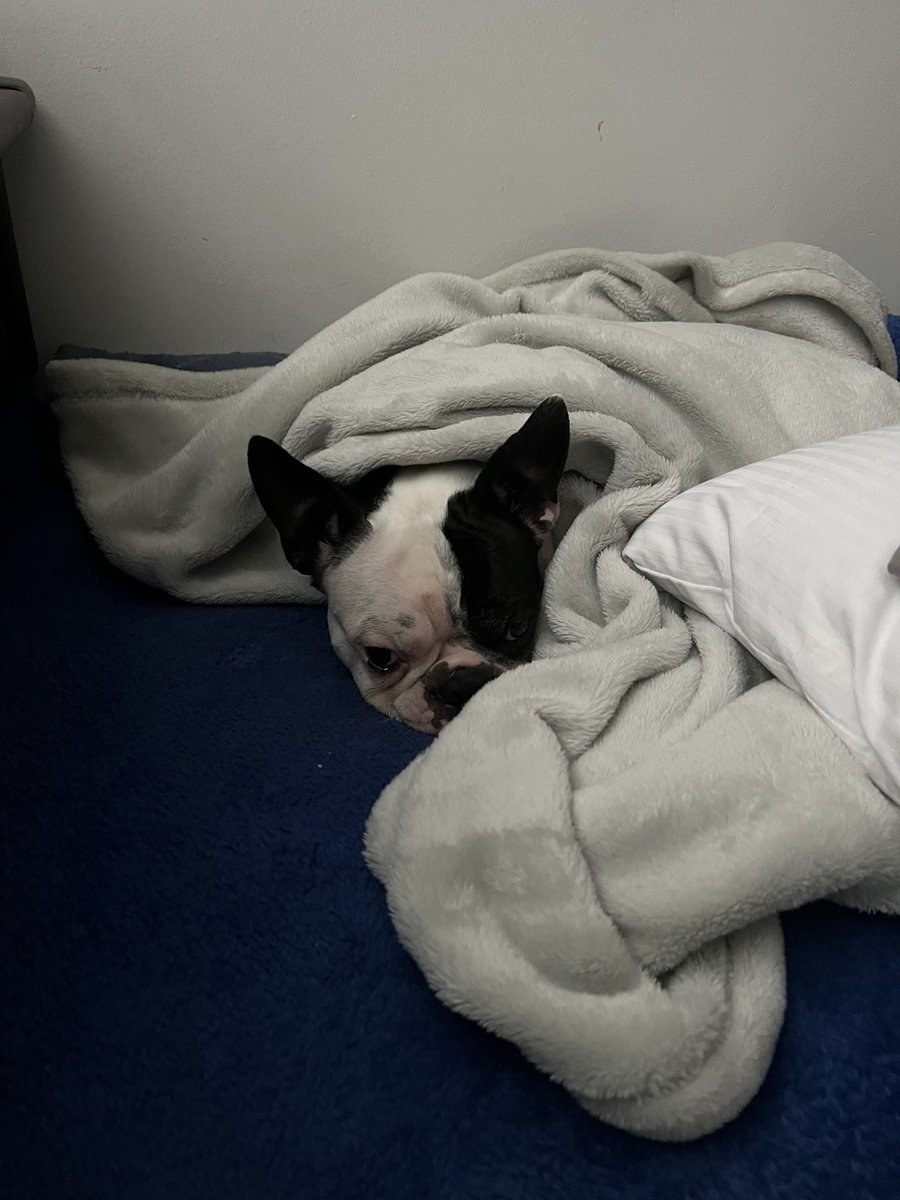 Daniela Santos M tweet media