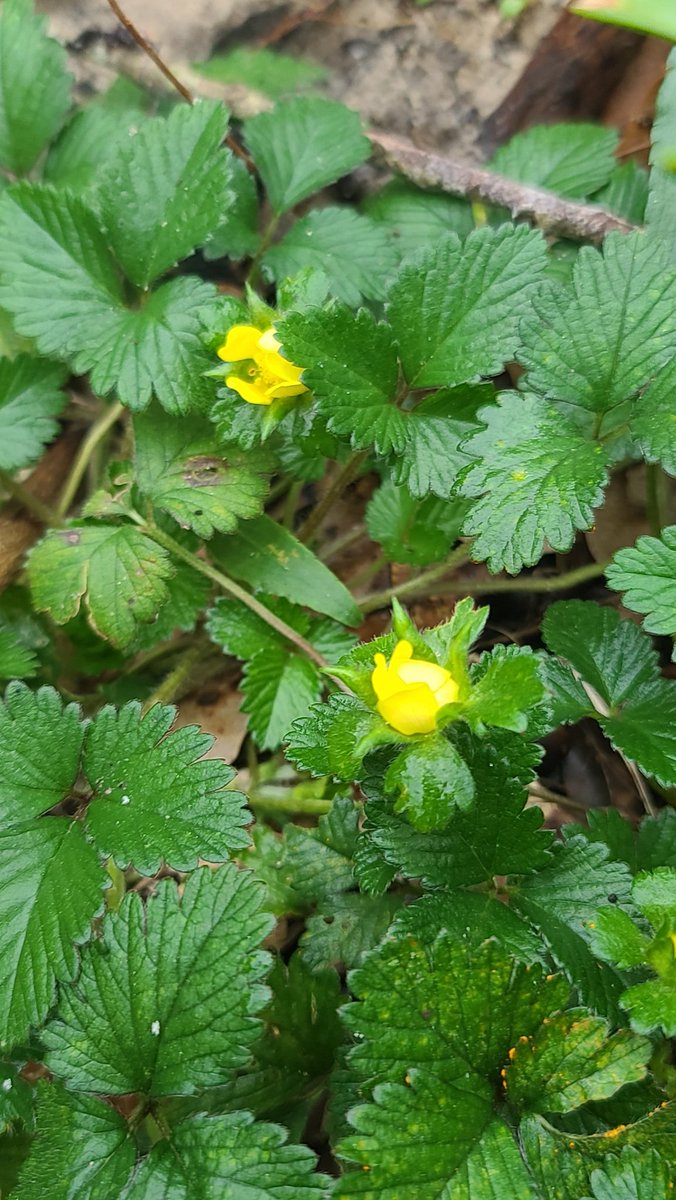 TCMiniFarm tweet media