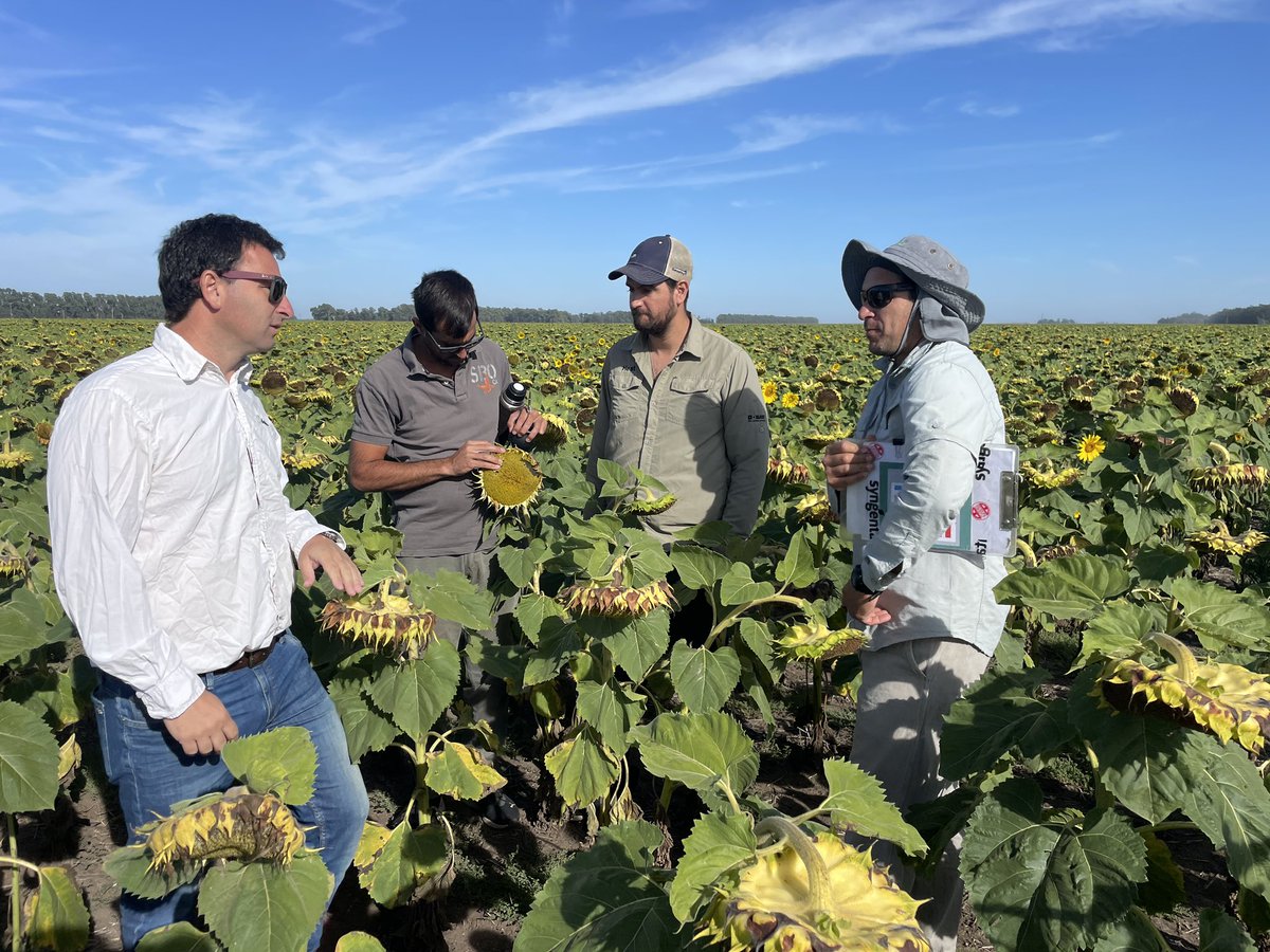 Evaluando estado sanitario de la red de girasol <a href="/aapresid/">Aapresid</a> #NodoSur <a href="/pabloerrazu/">Pablo Errazu</a> <a href="/AdrianEtcheto/">Adrian</a> <a href="/KevinEtcheto/">Kevin Etcheto</a> <a href="/LucianoPiloni/">Lucho</a> <a href="/juanchiem/">Juan Edwards Molina</a>