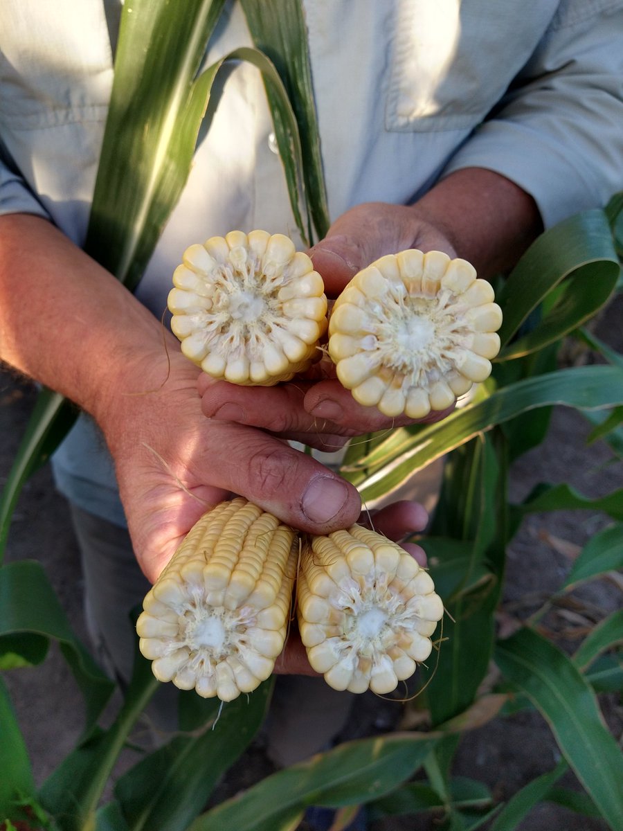 JuliMainero's tweet photo. Estuvimos en San Mayol y en cercanías a Ruta 73 visitando clientes 💪🏼 y viendo a campo como se comportan nuestros hibridos, sometidos a distintos manejos, segun zona, y objetivos de produccion. 
🌽NK 842 VIP3
🌽SYN 840 VIP3 
@NKSemillas @luisblancosa https://t.co/OKmSq85HyT