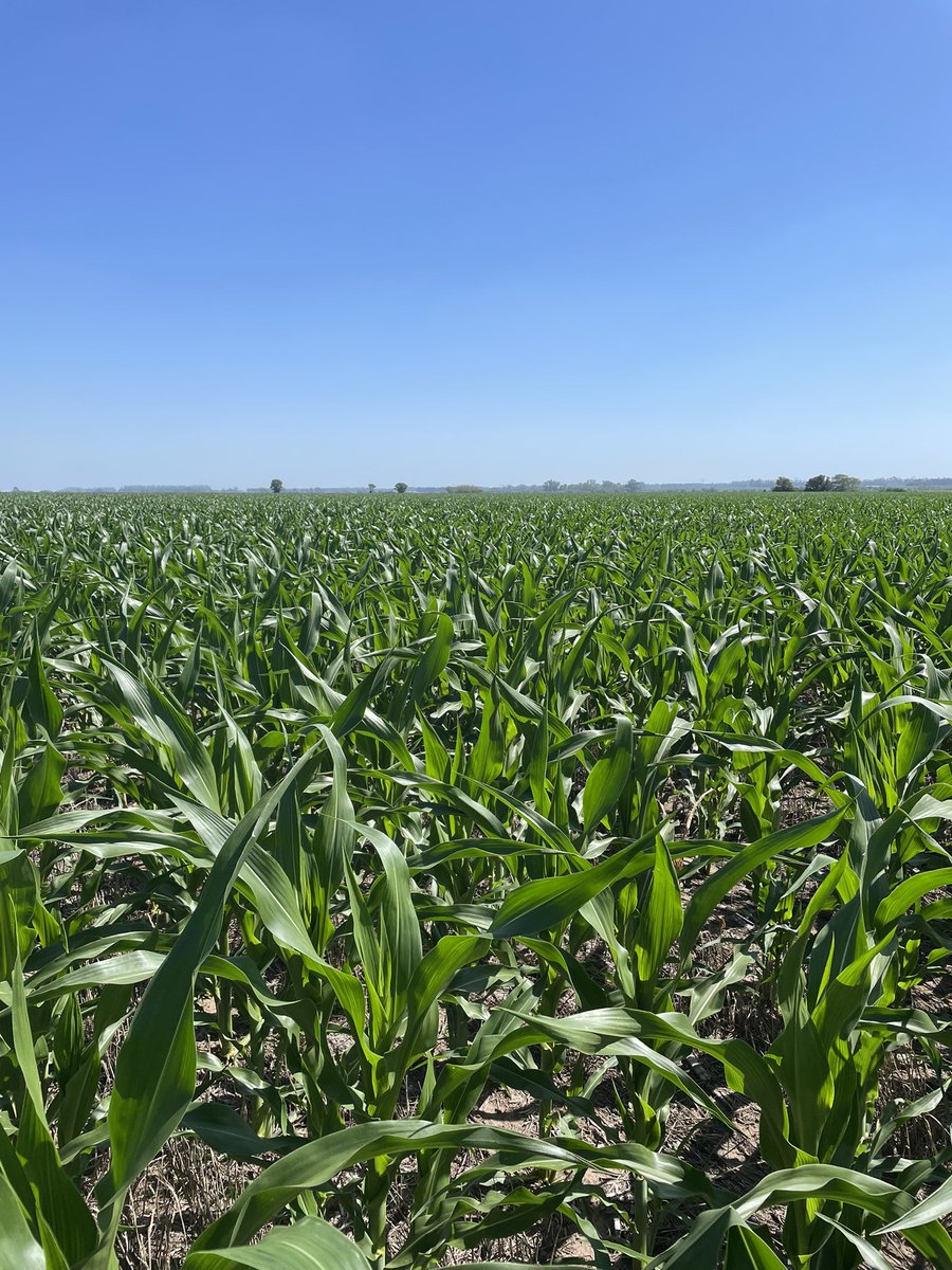 ingadrianbatos's tweet photo. Recorriendo NS7921CLVIP3 de @NideraSemillas con @AgroDASok. Ing. Moneta, Portela, Doyle, Santa Lucía y San Pedro. Densidades de 45 a 60.000 pl/ha. https://t.co/GEvAQFSatw