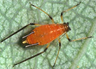 searcheng_in's tweet image. Aphids are small sap-sucking insects and members of the superfamily Aphidoidea.  

#Aphids #Insects #Aphidoidea

searcheng.in/e/s/Aphids