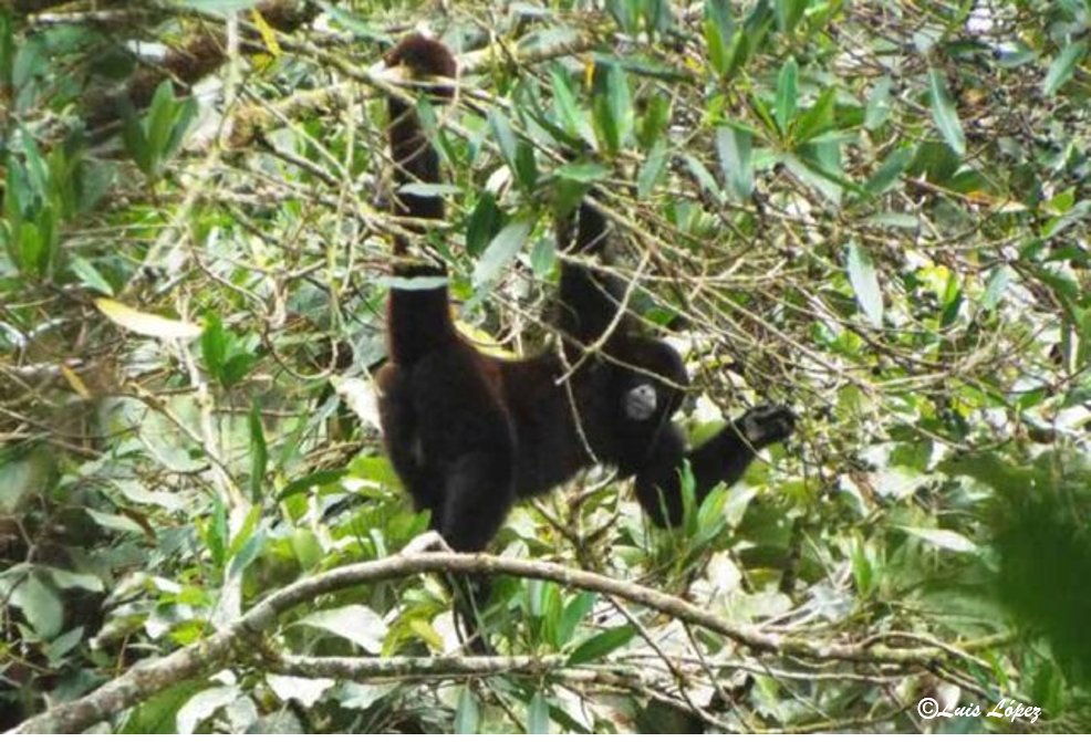 primates_peru's tweet photo. #NewPaper reportamos nuevas poblaciones de #PeruvianYellowTailedWoollyMonkey en Región Amazonas #Perú. Incrementamos la información sobre la distribución geográfica de🐒y analizamos por primera vez las amenazas con MIRADI. Trabajo de @LuisLopezRa  et al.  https://t.co/6wpIsMt4Ld https://t.co/3YUGn08UZ9