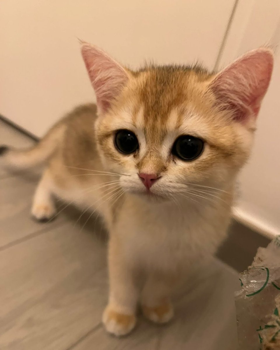 walker_circle's tweet photo. Baby Mango is so cute!!

Online Shop：https://t.co/oKDwOb75zx
Patreon：https://t.co/tW3xKXfGnD

#cat #meow #kitten #貓 #手繪 #handdrawn #gingerCat #watercolor #watercolour #水彩 #petPortrait #寵物 #寵物肖像 #pet #commissionOpen #babyCat #babyKitte #BB貓 #咪 #貓咪 https://t.co/UTlBSF3eal