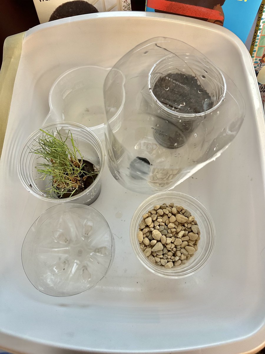 MrCookSchool's tweet image. Terrarium day in 5CK! #FutureReady204 #STEM