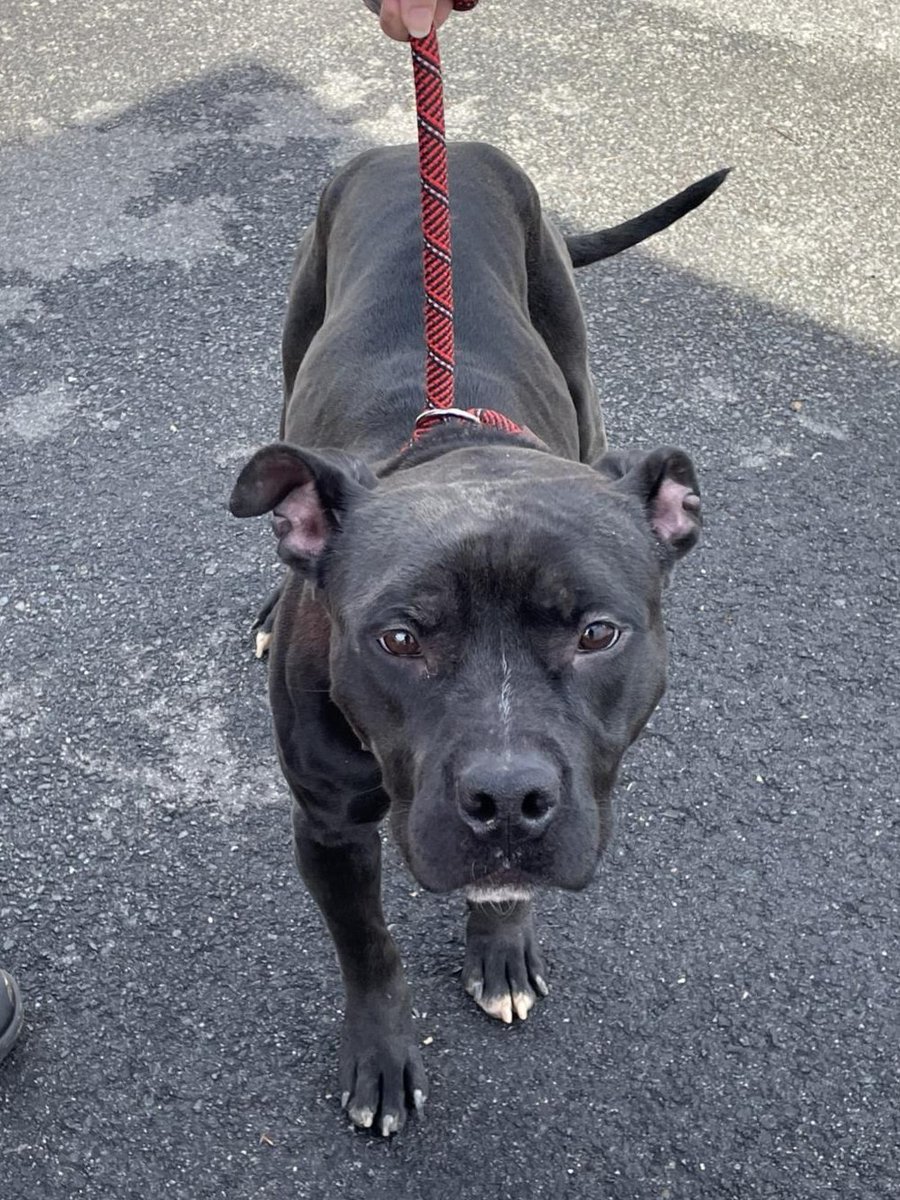 AlexAnimals's tweet image. Do you know this found animal?

&quot;Xena&quot; is a 5-year-old female pit mix.

Note: We have given this name to this pet.

If you have information, call 703.746.4774.

#HelpThemHome