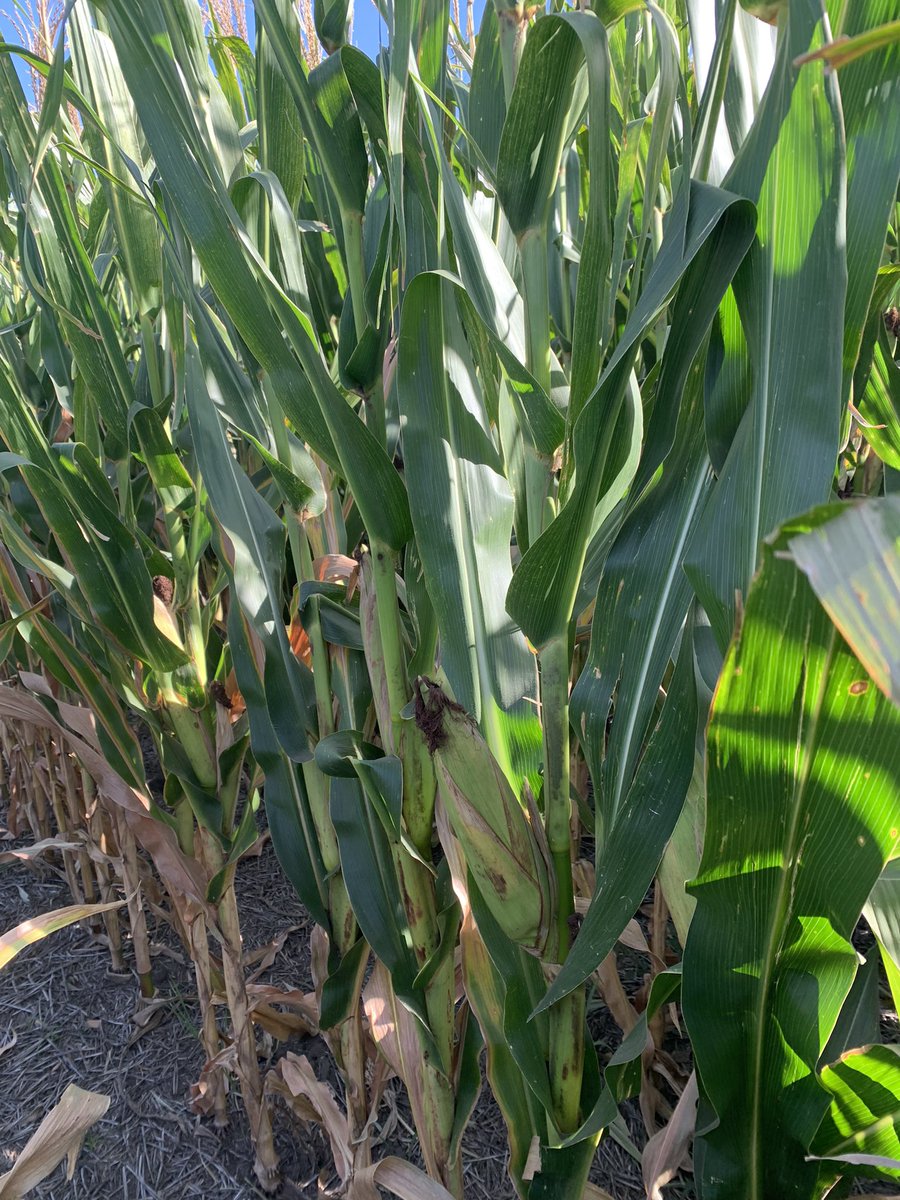 Surcos Consultora. tweet media