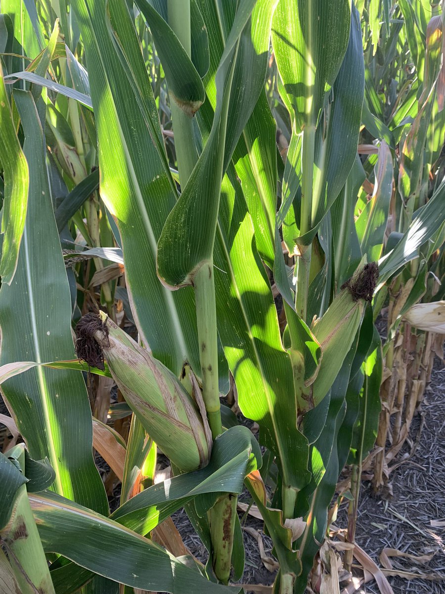 Surcos Consultora. tweet media