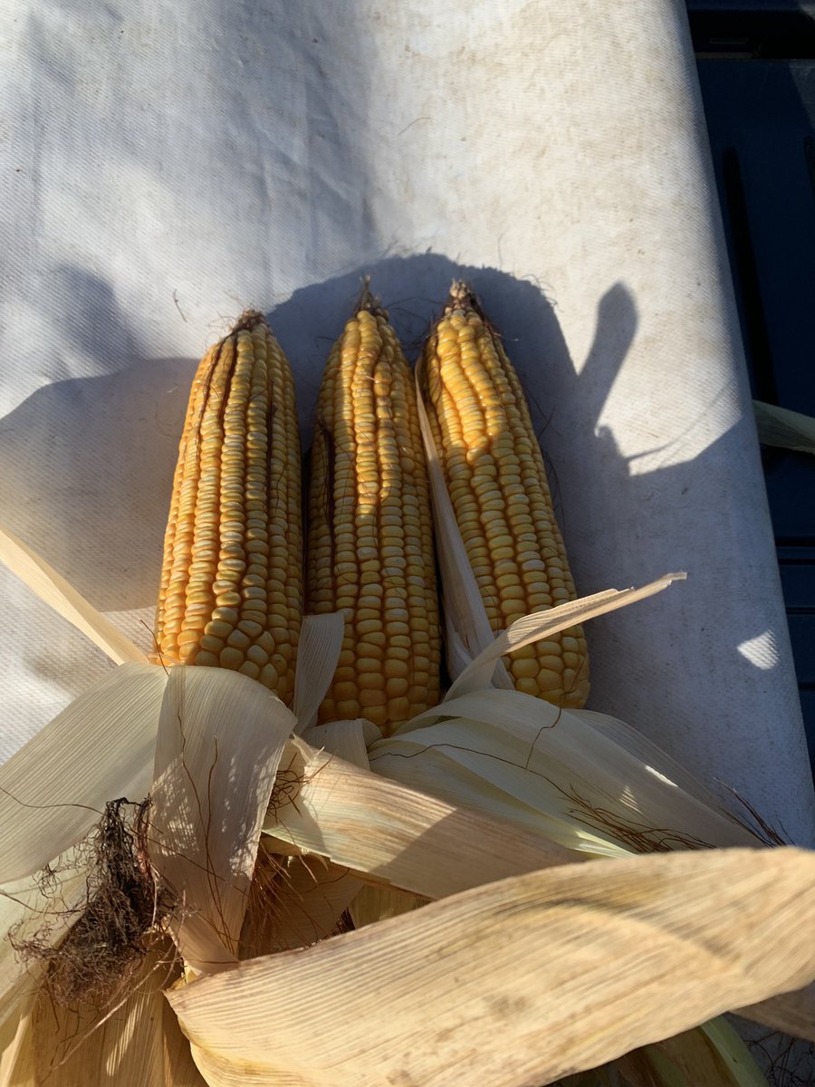 Surcos Consultora. tweet media