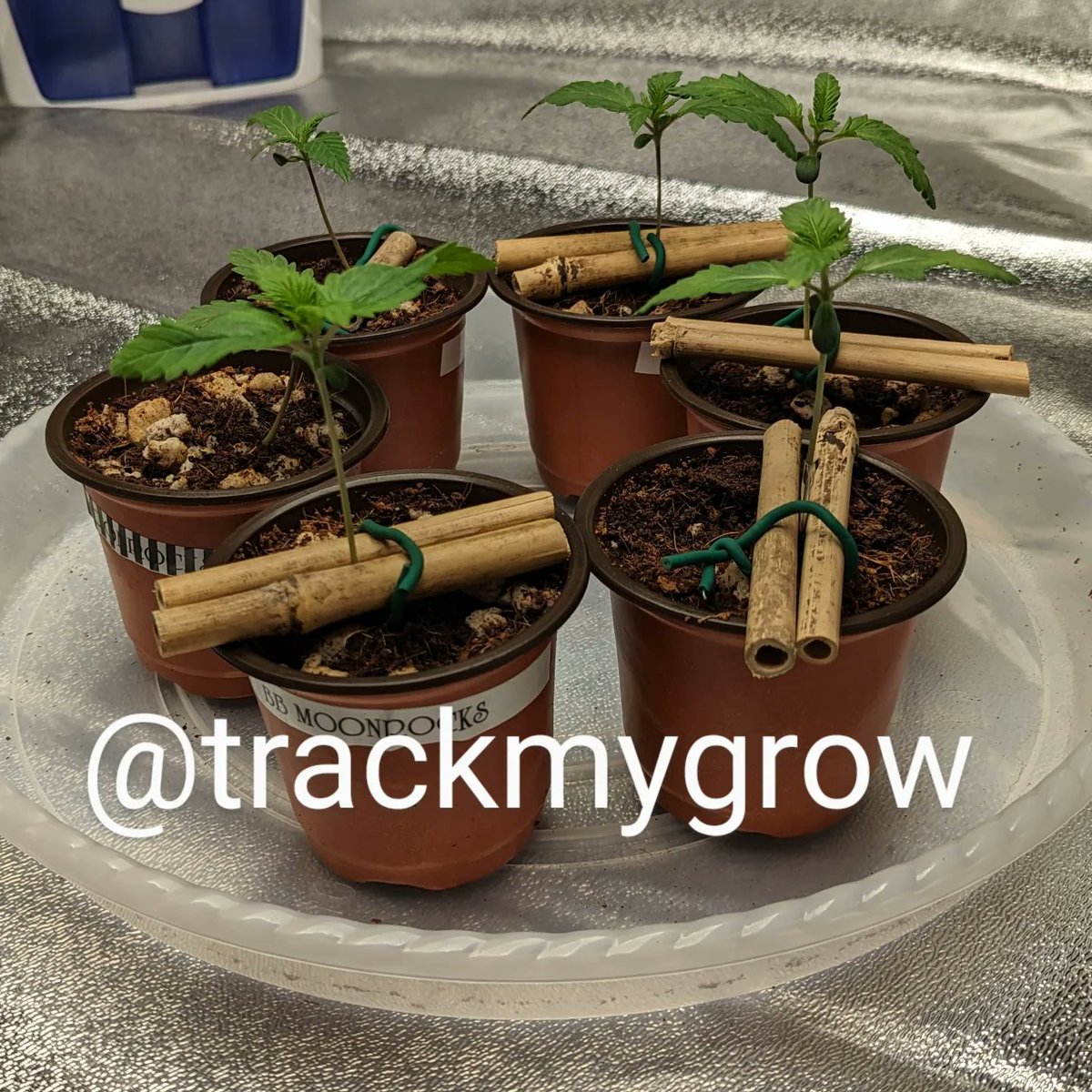 TrackMyGrow's tweet photo. Day: 15
Seeds: 
Tastebudz Genetics BlackBerry Moonrocks
Ethos Genetics Candy Store RBX
Ocean Grown Genetics Yoda Soda

Medium: Coco Coir with Perlite
Light: Bloomplus XP4000

#tastebudz
#ethos
#oceangrowngenetics
#generalhydroponics
#botanicare
#bloomplus
#photoperiod
#cannabis https://t.co/LL9AQ9p2Kb