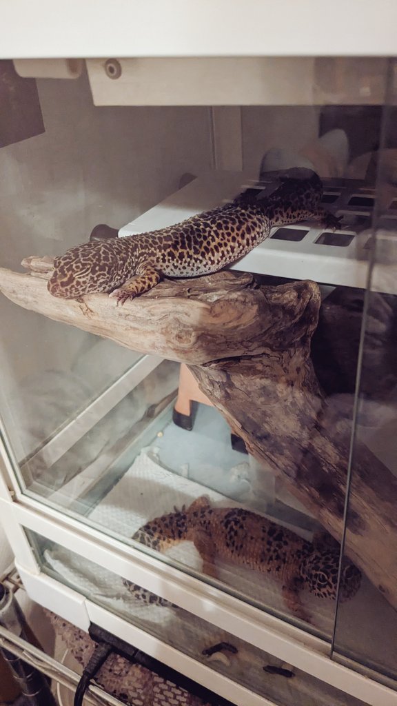 百均で買った突っ張り棒と棚でケージに高い場所を作ったら暖突で温まりやすくなったみたい 