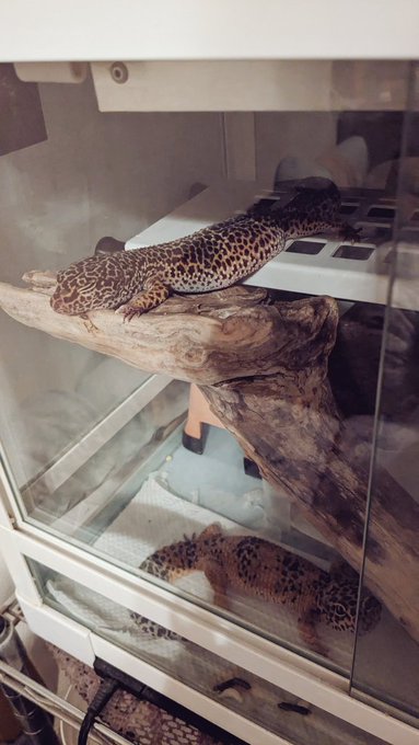 百均で買った突っ張り棒と棚でケージに高い場所を作ったら暖突で温まりやすくなったみたい 