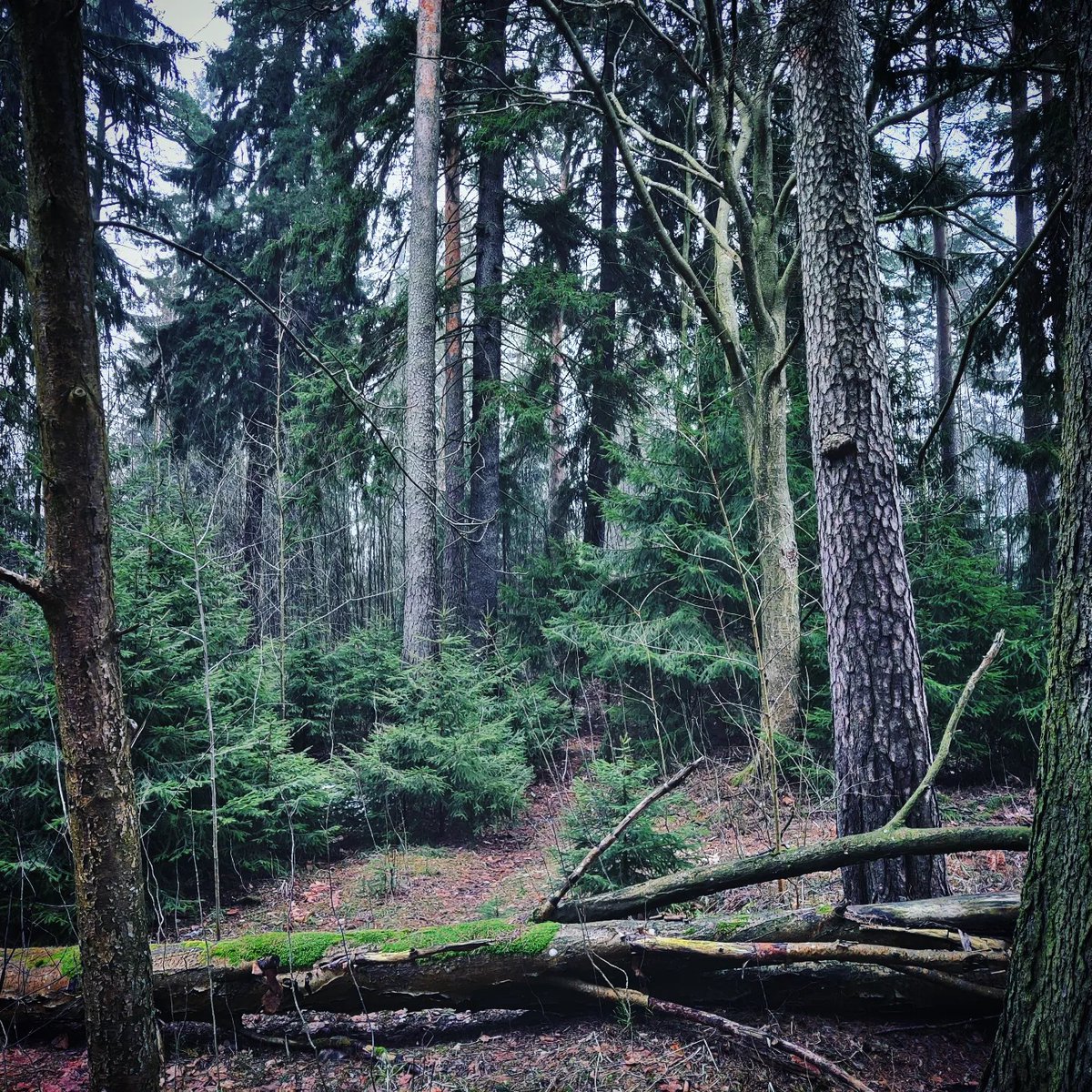 arttusilvast's tweet photo. Helsinki. My hometown! Six kilometers from the center #metsälä #helsinki #finland https://t.co/AO3phReIKH