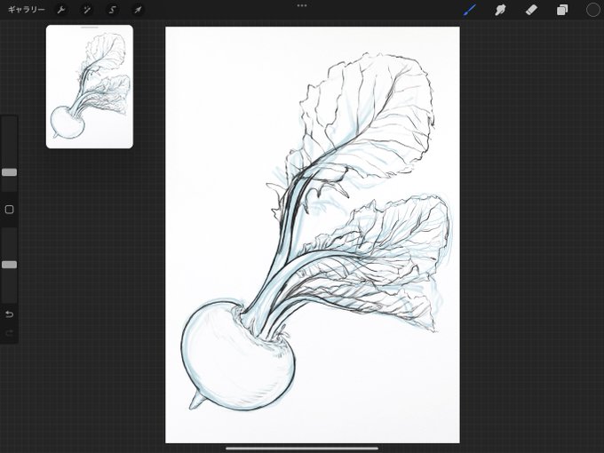 描けるものを増やしたくてかぶを描いています
旬の野菜っていいよな〜
#wip 