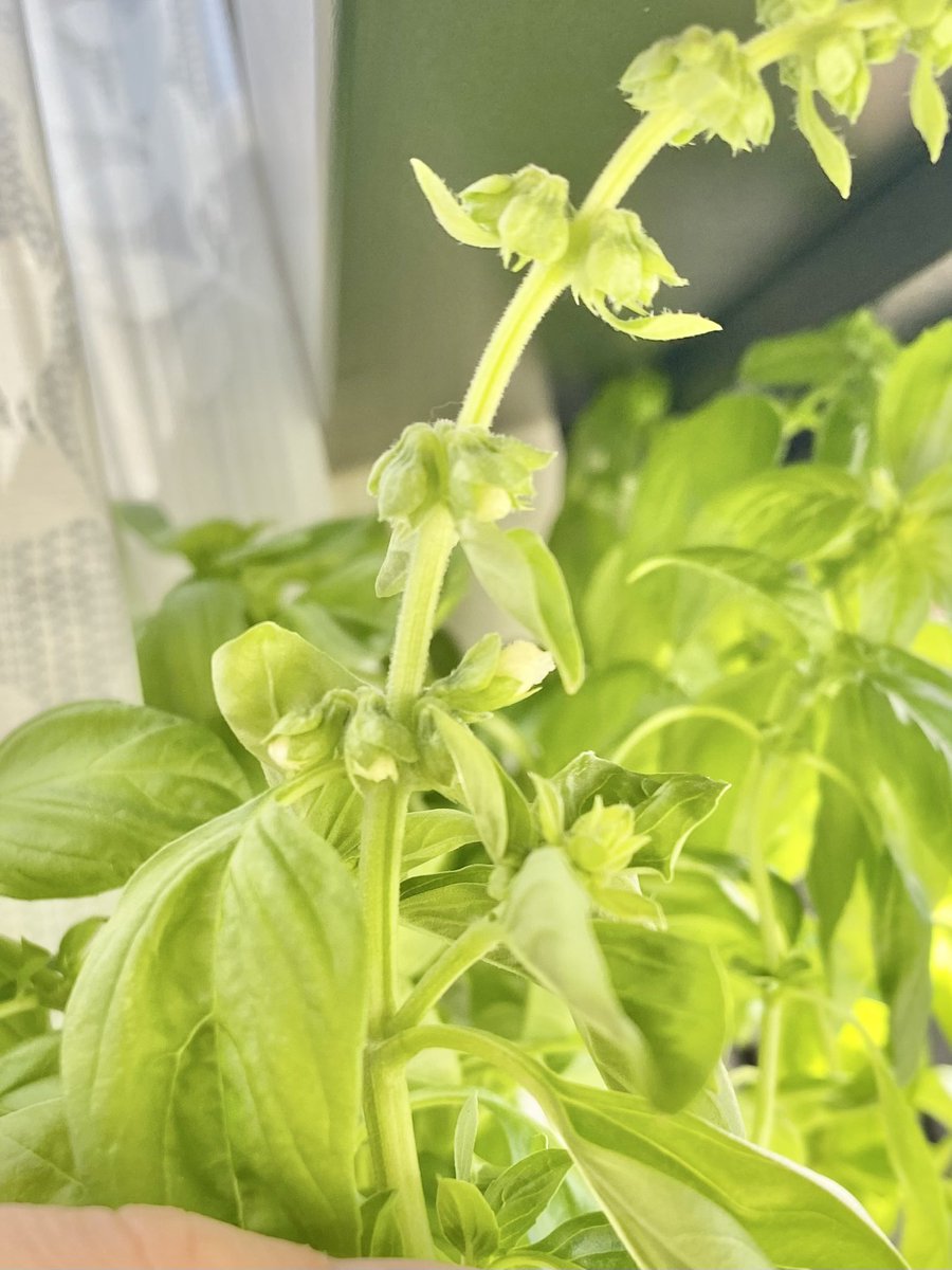 gdkziueblpy's tweet image. バジルのお花、天ぷらにすると美味しいらしい🤤