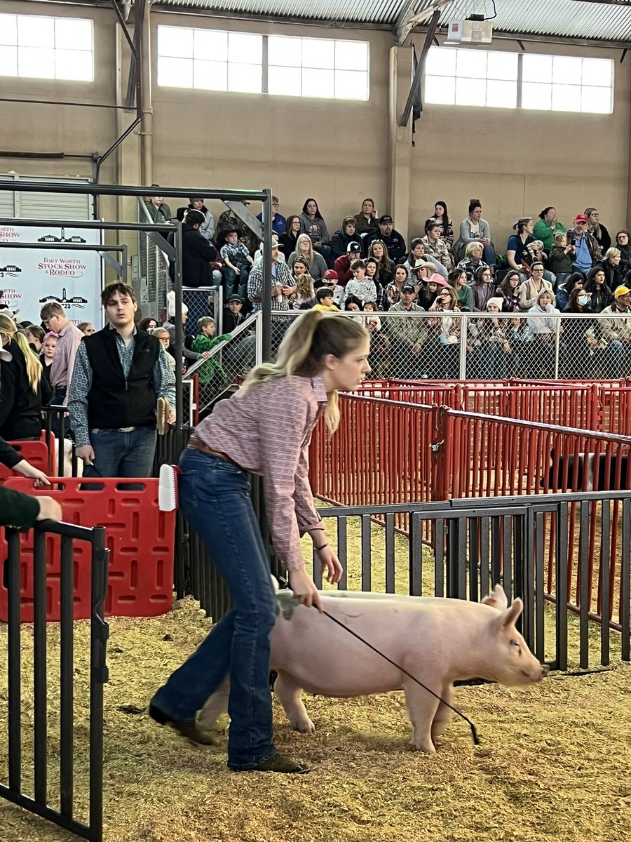 KellerISDFFA's tweet photo. ✨2023 Fort Worth Stock Show &amp; Rodeo - Swine Show✨
Congratulations to our S E V E N swine exhibitors who showed their projects at the open swine show in Fort Worth! Keller FFA always appreciates the opportunity to exhibit our projects! We our so proud of these members! https://t.co/S26hFUr2lN