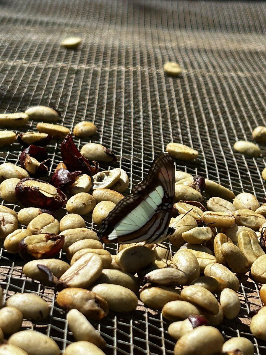 Hermosos y bendecidos días gente bonita y cafetera!!!! ….