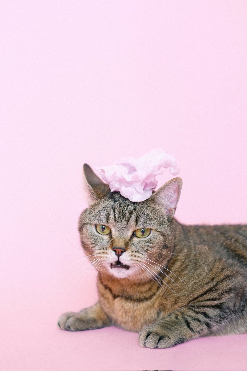 Luvmy_pet's tweet photo. The Many Expressions of a Cat's Face: Understanding Your Feline Friend's Reactions π₯π₯
#catslove #catloversworld #catsofinstagram #catshorts #catstagram #catscomedy #catsoftiktok #catsoftiktok #catsjokes #catmemes #catsfunny #catsofworld #fightforcats #funnycats @AlexOuthwaite https://t.co/4BDz1vArF0