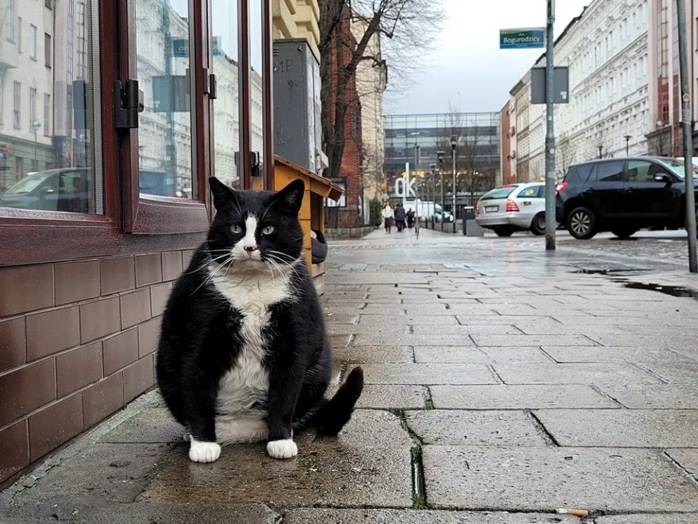 HonzaPalicka's tweet photo. Víte co je nejlépe hodnocenou turistickou atrakcí v polském Štětíně? Je to kocour Gacek žijící v ulici Kaszubska. Tak až tam někdy vyrazíte, nezapomeňte tuto živoucí pamětihodnot navštívit a napsat recenzi. https://t.co/KXzApmU7Vy