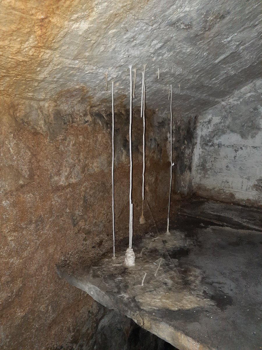 mrwellesley's tweet photo. 600mm stalactite straws in 1830s’ vault https://t.co/W4TbZntEL1