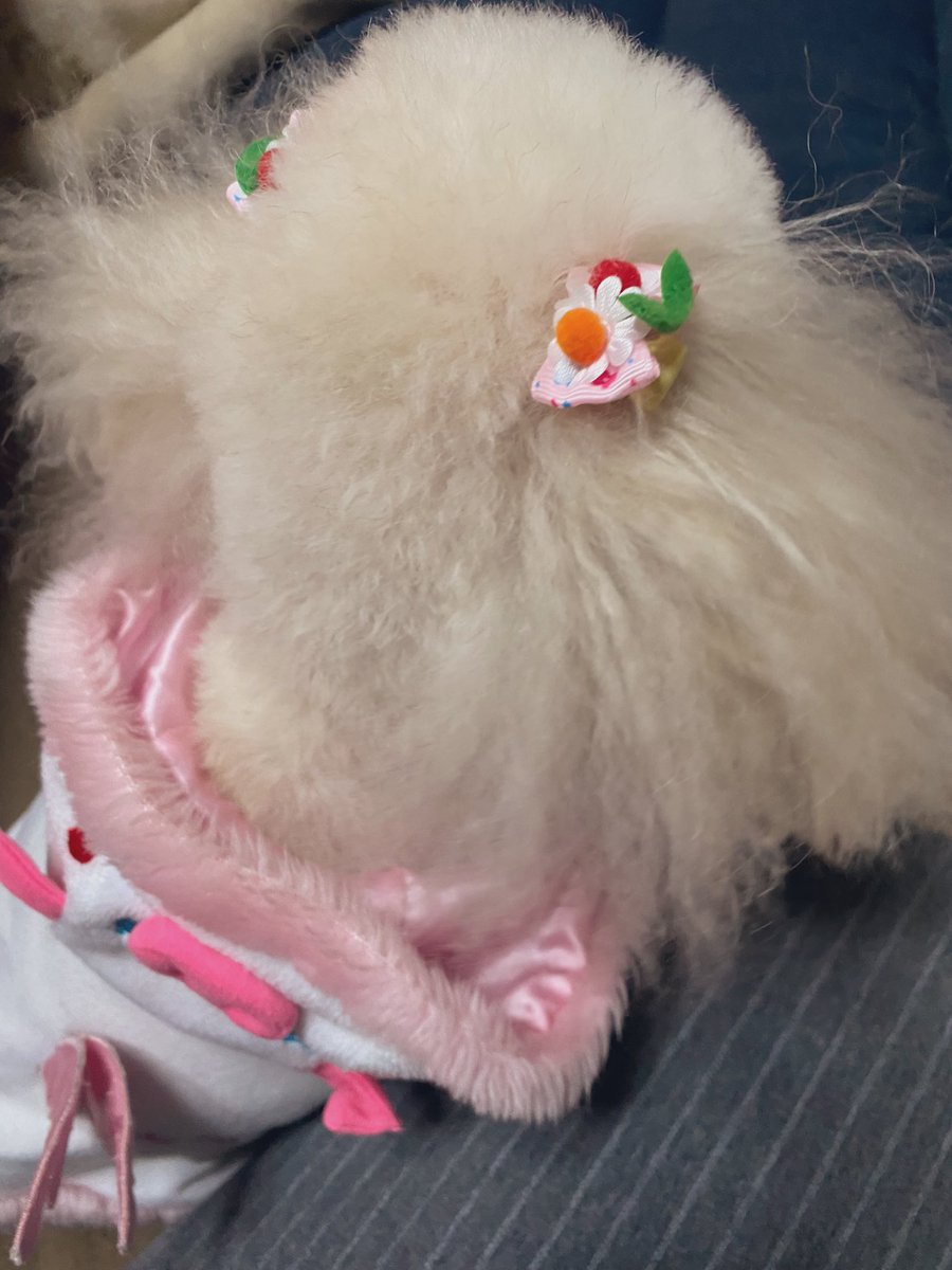 トリミングに行ってきたわんこの静電気がすごい。ファ〜〜ってしている。 https://t.co/NKH4PTdiIS