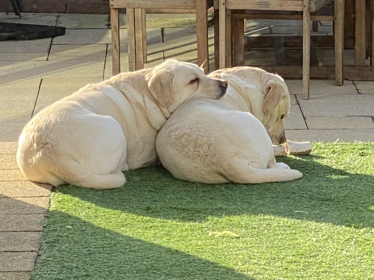 mdr3709's tweet photo. @MrAndrewCotter Our Duke loves his brother Beau https://t.co/Q4BAKknyle