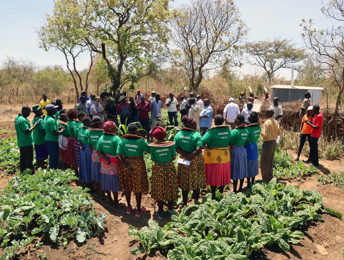 The residents of Chebelo village in Tiaty Sub-county, Baringo, used to buy vegetable from distant markets. Then they got training and seeds from the Baringo Resilience Programme. They now have enough to eat and to sell <a href="/EUinKenya/">European Union In Kenya</a> <a href="/NDMA_Kenya/">NDMA Kenya</a> <a href="/farmingsystemsk/">farming systems k</a> <a href="/Baringo_county/">Baringo County Govt.</a>