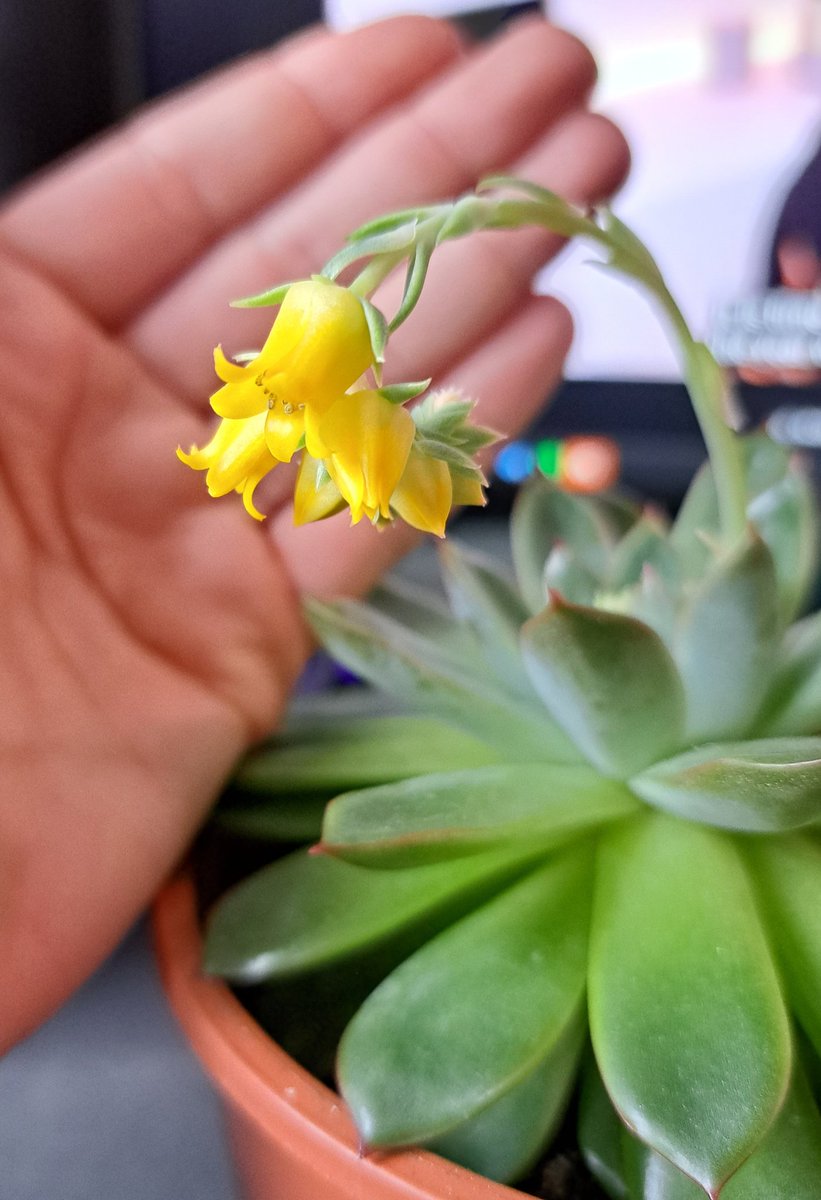 MyaMeekness's tweet photo. Meine Succulente blüht, das erste mal überhaupt 😊 https://t.co/OujHywZp1e