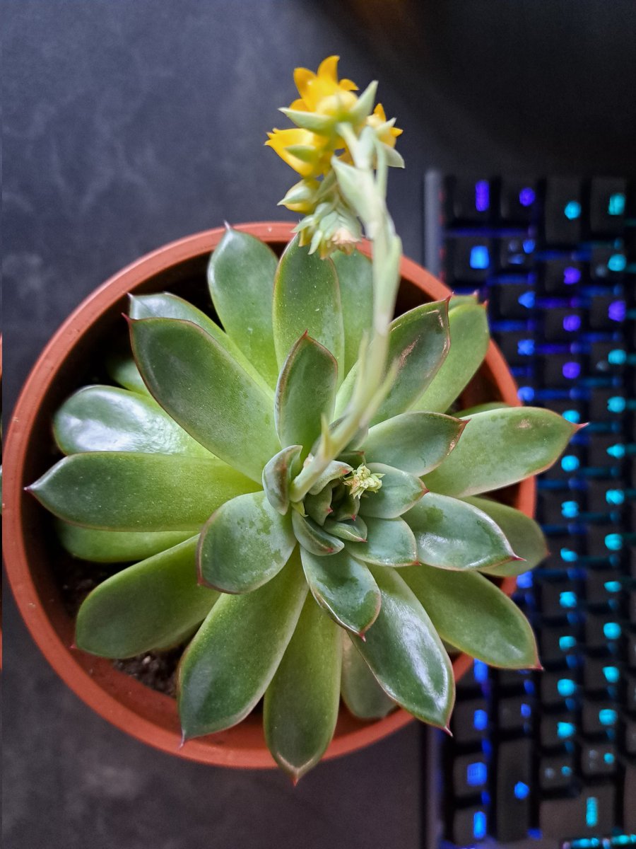 MyaMeekness's tweet photo. Meine Succulente blüht, das erste mal überhaupt 😊 https://t.co/OujHywZp1e