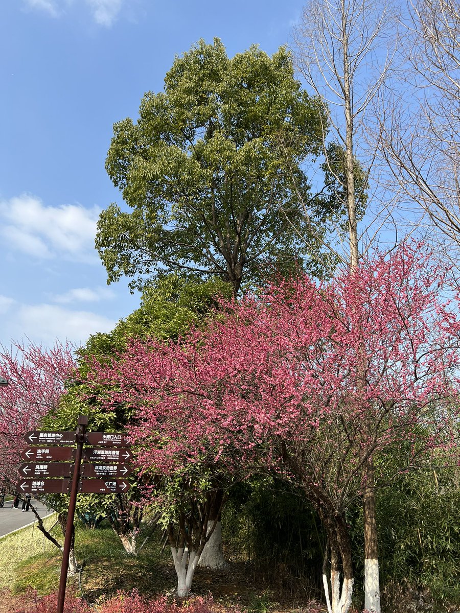 dudu9889's tweet photo. 📍长沙洋湖湿地公园 
有被湿地公园的梅花惊艳到！ https://t.co/HQo8HGgbY4