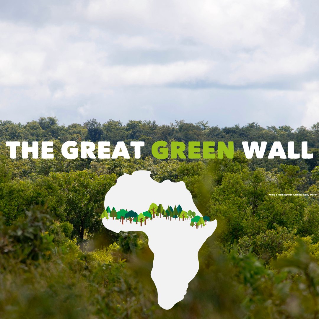 Of all the living walls to celebrate this International #GreenWallDay... let's champion the #GreatGreenWall!🌳

Community-focused & #African-led, this ambitious project is tackling many urgent needs at once. #biodiversity loss, malnutrition, poverty and #desertification 🌍