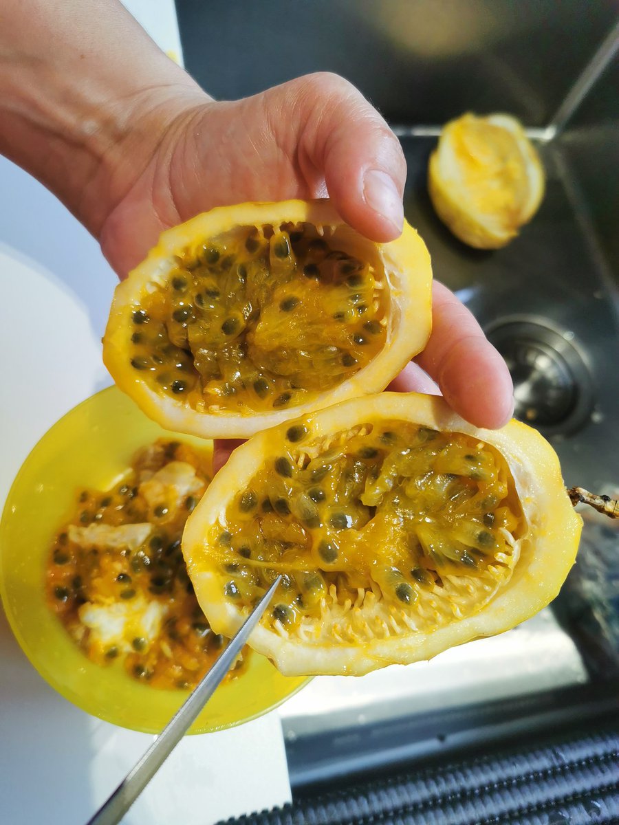 cataleirxs's tweet photo. Quan una persona és vella i plena d'arrugues, al Brasil es diu que està com un maracujà en un calaix ('de gaveta').
Guanyen dolçor quan més pansits estan, per això es deixen molt temps a casa.
La mousse de maracujà és un clàssic de la cuina 🇧🇷.
#Gramariquinha #BioBR #TastemBR https://t.co/tZL8LLgUVu