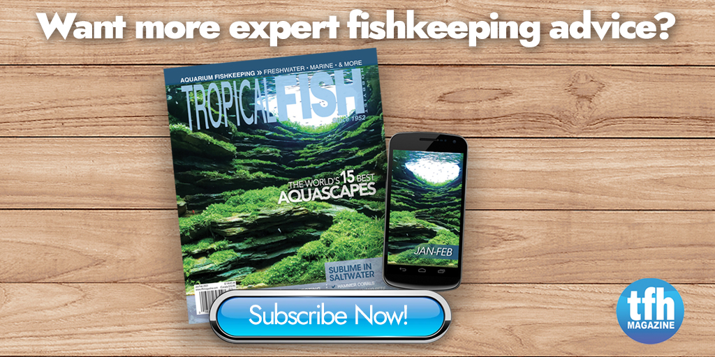 TFHmagazine's tweet image. TFH has the tips you need to nurture all your favorite fish, invert, and plant species like a pro! Subscribe now and save.

hubs.li/Q01B4-510

#TropicalFishHobbyist #fishmagazine #aquariumaddict