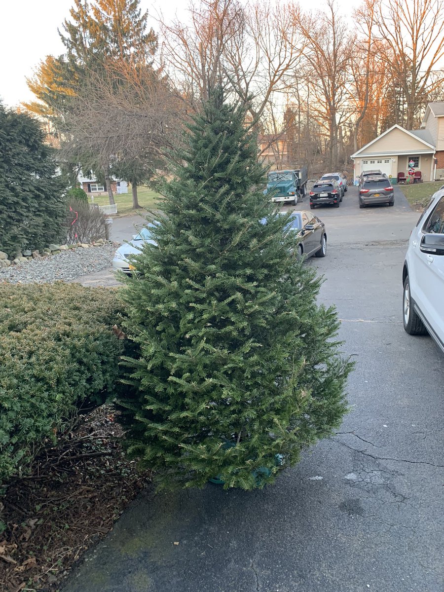 Ferraro_Music's tweet photo. My miracle Christmas tree is still alive. I can’t explain it. It stopped drinking the water in the stand yet it’s still alive for almost 21/2 months after we purchased it from a corner lot during the Holidays. https://t.co/8OR6nvJHv1