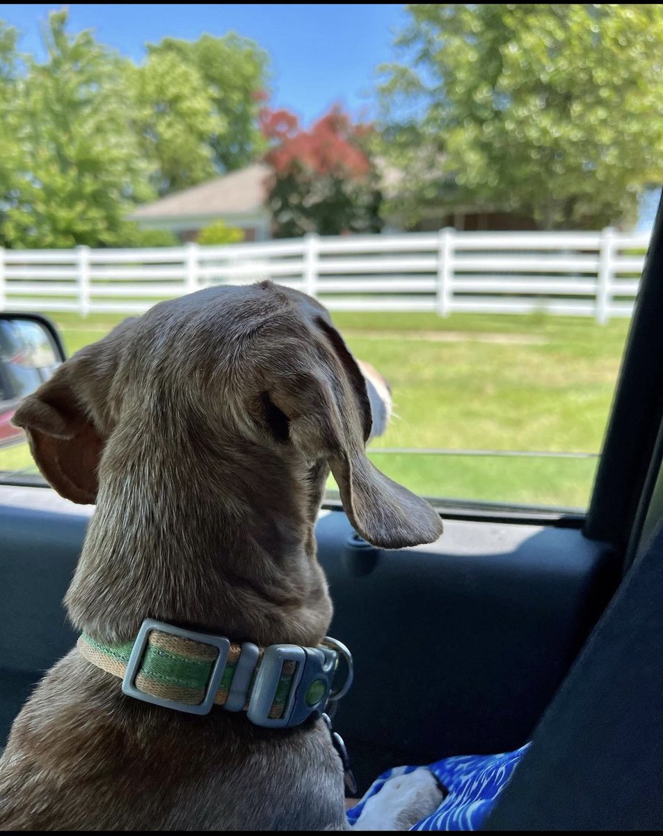 beaven8888's tweet photo. Oliver“buddy boy”crossed over the rainbow bridge Monday morning at 18y/o. Oliver, I hope you are hanging with your sisters,playing with all the toys, and most importantly watching over me and daddy with 2 https://t.co/SgJ3VcrGgI my sweet Angel!Daddy and I miss you! @TyRaymond3 https://t.co/iM6WE0tmig