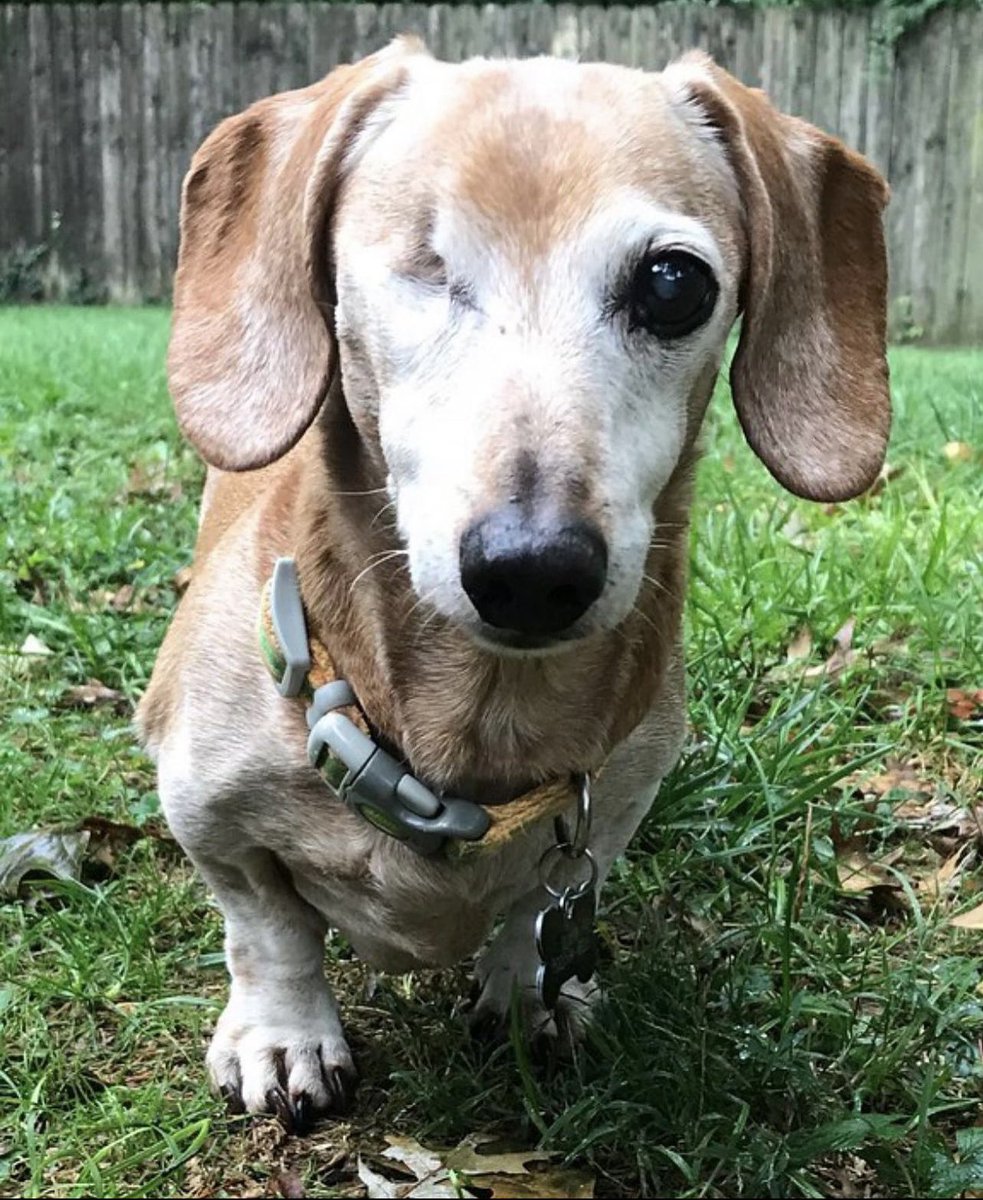 beaven8888's tweet photo. Oliver“buddy boy”crossed over the rainbow bridge Monday morning at 18y/o. Oliver, I hope you are hanging with your sisters,playing with all the toys, and most importantly watching over me and daddy with 2 https://t.co/SgJ3VcrGgI my sweet Angel!Daddy and I miss you! @TyRaymond3 https://t.co/iM6WE0tmig