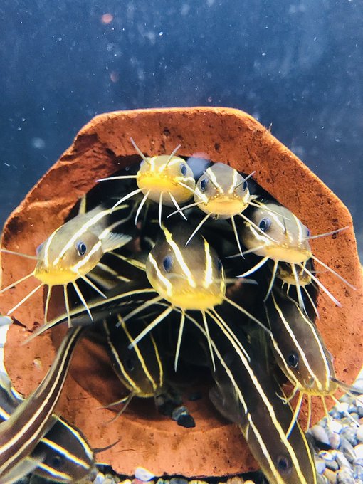 飛び出せ毒魚會 #ウォットフォトコンテスト2023 