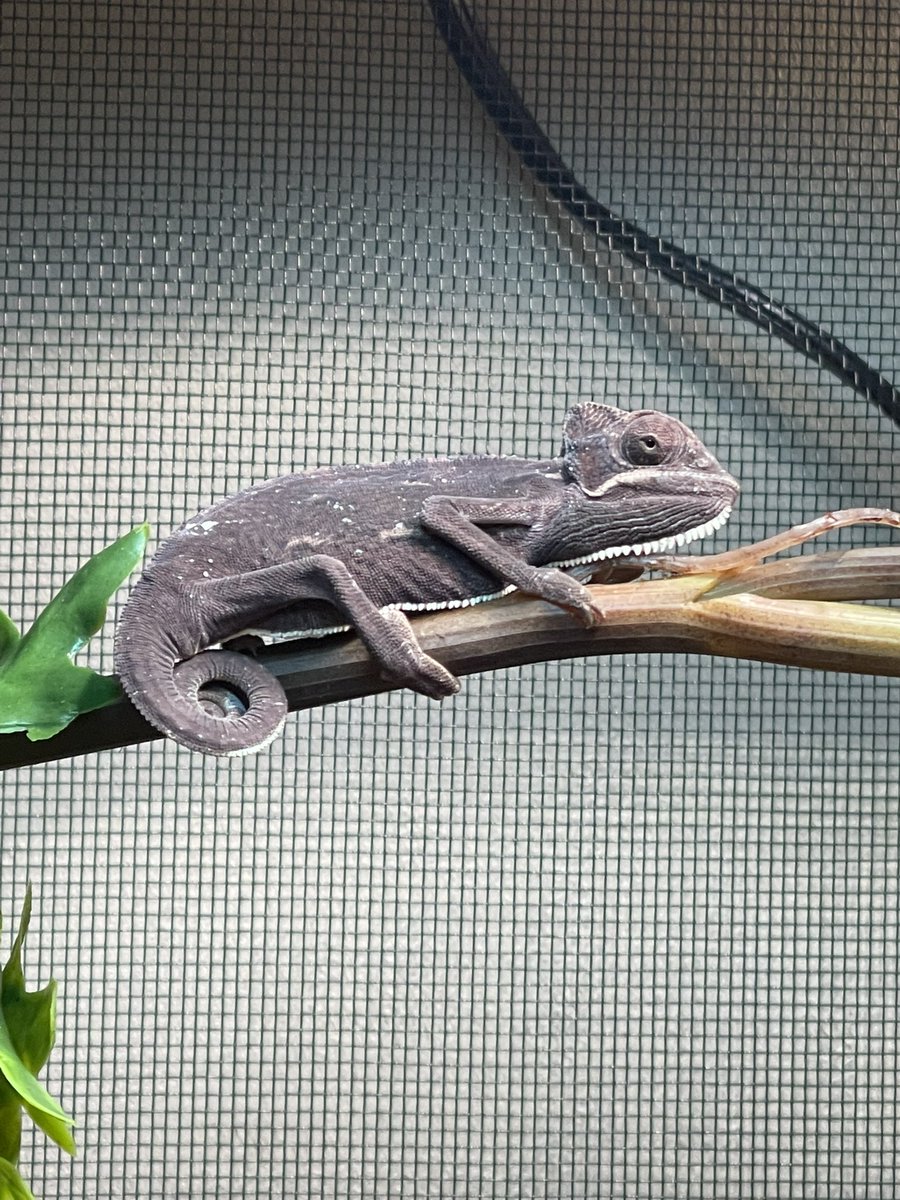 MrsBug87's tweet photo. Meet Titan! I’m new with chameleons. He was bright green 2 days ago and turned black when I put him in his cage. Is this normal? I read about several different reasons they turn black. I just want to make sure he is happy and healthy. #AskTwitter https://t.co/gZfGEoU4Ya