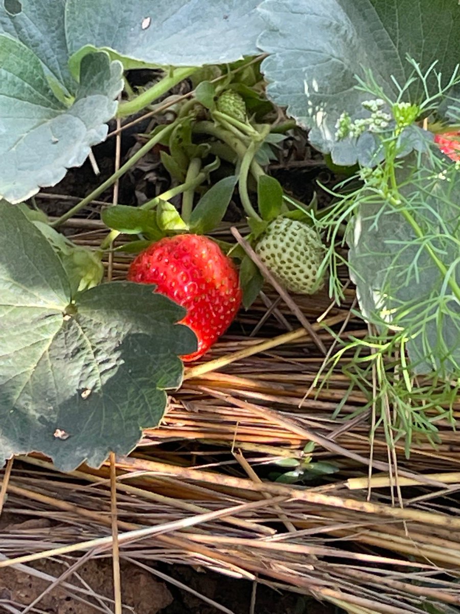 AMJBurkinaFaso's tweet photo. 【🇧🇫のフルーツ】アフリカでは珍しく(?)地元の #いちご🍓が食べられる国ブルキナファソ🤗小ぶりだけど甘さが凝縮された可愛らしい🍓は2-3月が旬なので今が食べ頃🍴レストランにはなんといちごのスイーツも登場…🥹🥹🥹Ça y est !! C’est la saison des fraises 🇧🇫 Miam🤤✨
#BurkinaFaso 
#fraises https://t.co/Iy8YqjSWFs