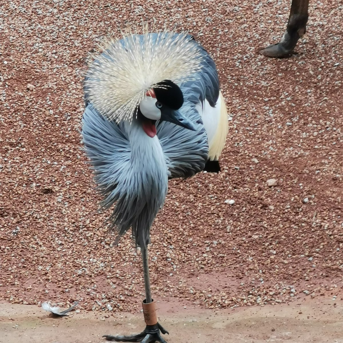 michaelsamuels4's tweet image. Hamza Choudry Fan. #watfordfc