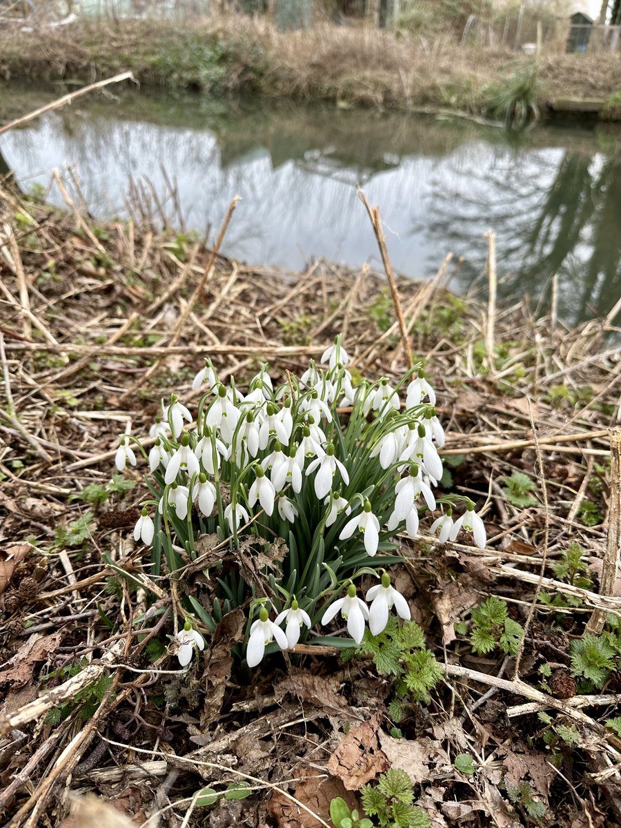 EssexSuffolkRT's tweet image. Have you spotted any #snowdrops yet? One of the first signs of spring, these flowers are an indicator that warmer weather is on the way!

We saw these snowdrops on the banks of the #RiverBrett in Hadleigh, Suffolk.  

📸J Duckenfield