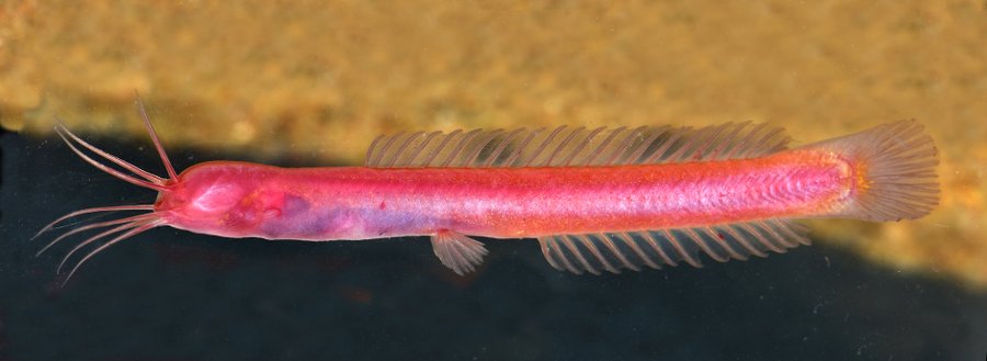 geobiodiversity's tweet photo. 📢 New #catfish species discovered in the aquifers of  #India.
Horaglanis populi is tiny, blind &amp; has a blood-red body. The name "populi" honors the contribution of the public in Kerala, who helped document the biodiversity of these subterranean fishes. 
👉https://t.co/MB0ecQ3rU2 https://t.co/R815pM7151