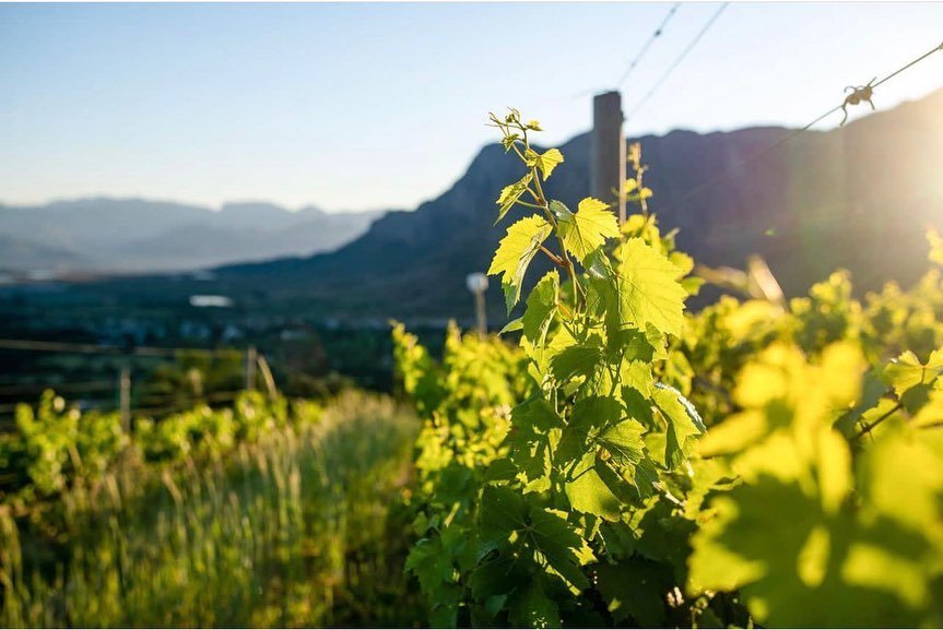 #Harvest2023 is well underway &amp; we couldn’t be more excited! Ronell Wiid &amp; her team are hard at work bringing in the grapes &amp; crafting them into the finest wines. Get ready for a new vintage filled with depth, complexity, &amp; incredible flavour. 
Cheers to a successful harvest! 🥂