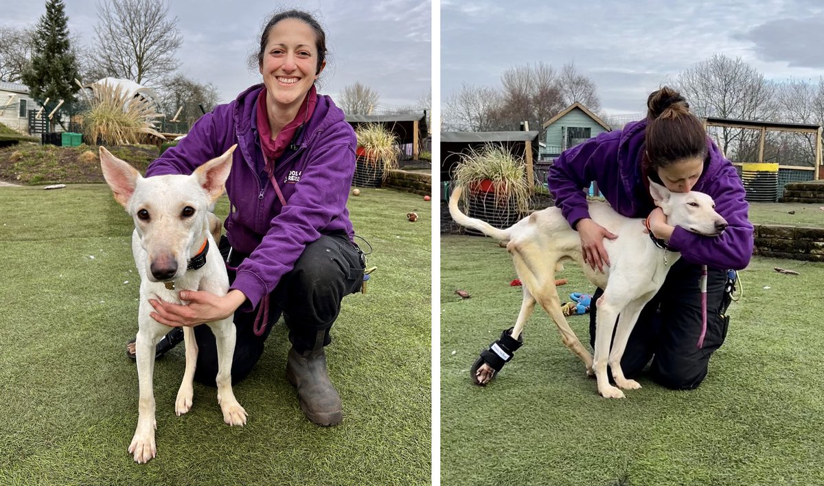 Dogs4Rescue's tweet photo. We have an extra special boy to introduce. Originally from Bahrain (like Odin) Clive was brought over the UK but then his rescue place fell through. We weren’t intending on taking another handican at the moment but how could not help him? #dogsoftwitter https://t.co/FVHP3hDnth
