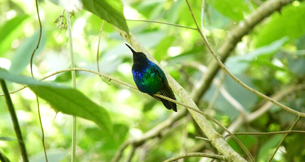 _WavesOfChange_'s tweet photo. Since 1946, the Santa Marta #sabrewing, a critically endangered singing hummingbird, has only been observed three times!
It's found exclusively in #Colombia's Sierra Nevada de #SantaMarta highlands and in 2022 was rediscovered by a local birdwatcher. https://t.co/O8yyj4VxDm